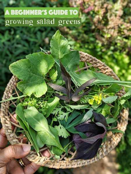 Growing Salad Greens In Trays - A Step-by-Step Beginner