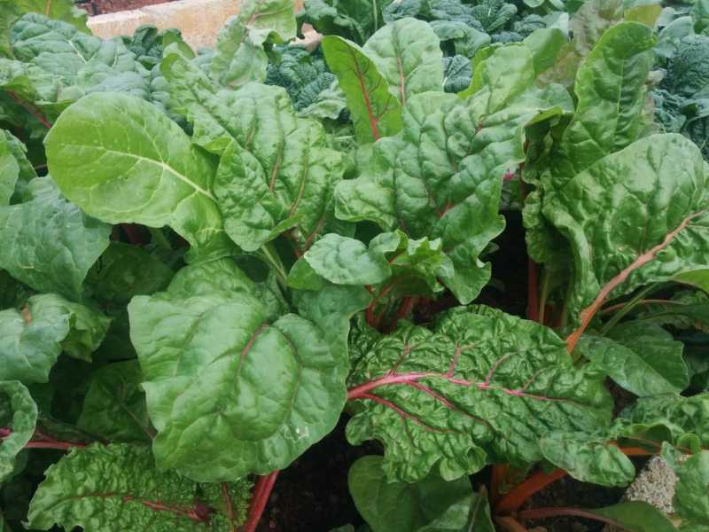 Growing Swiss Chard In Your Garden - Urban Gardening, Terrace Gardening And Hydroponics