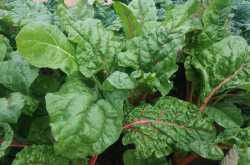 Growing Swiss chard in your garden - Urban Gardening, Terrace gardening and Hydroponics