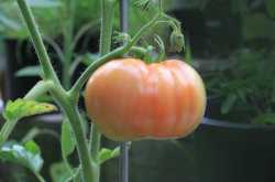 Growing Tomato in Container Gardens