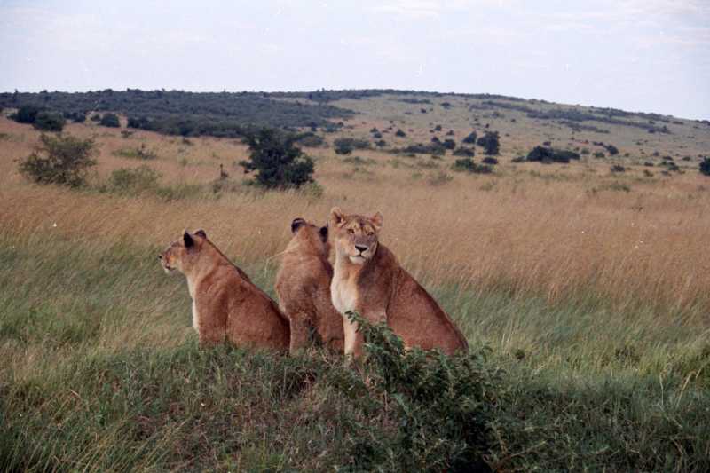 Growing Up With Lions