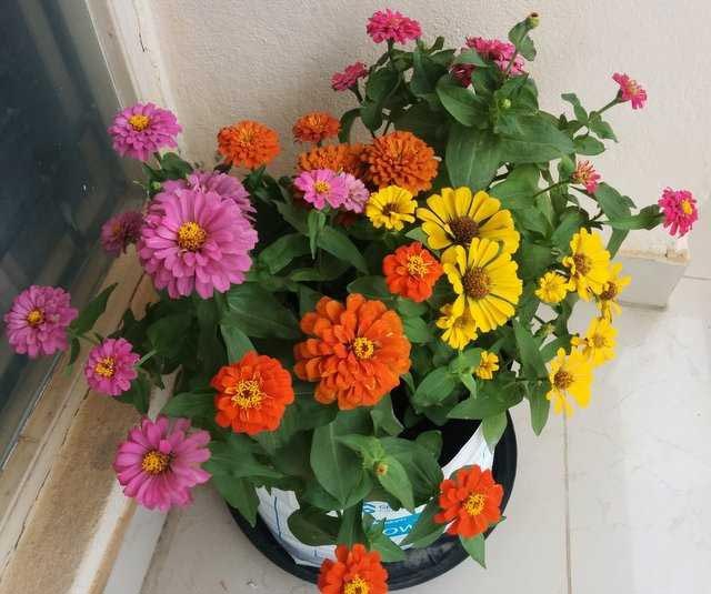 Growing Zinnias - Tips On How To Plant Zinnias  - Urban Gardening, Terrace Gardening And Hydroponics