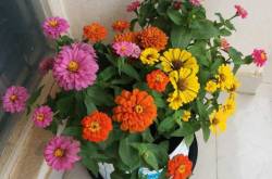 Growing Zinnias - Tips on How to Plant Zinnias  - Urban Gardening, Terrace gardening and Hydroponics