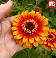 Growing Zinnias - Tips On How To Plant Zinnias