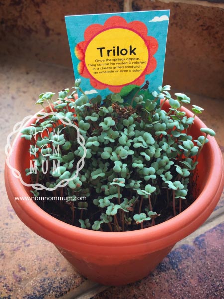 Growing Micro Greens At Home