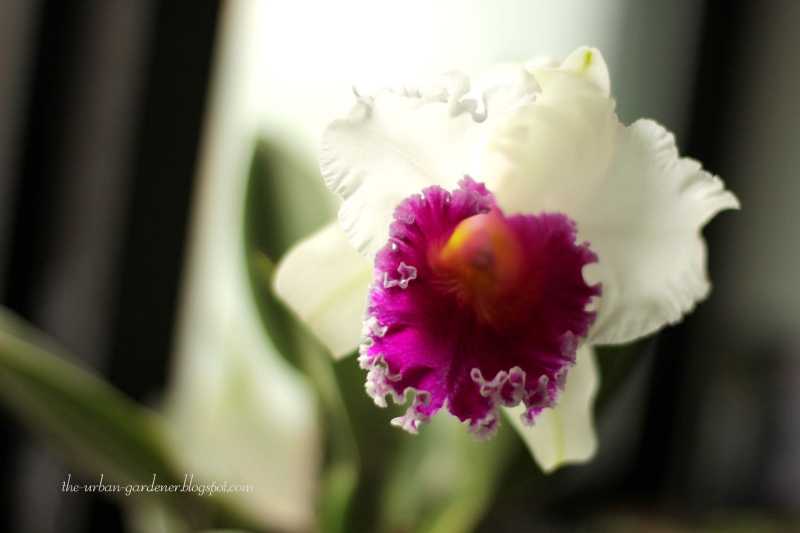 Growing Orchids In The City