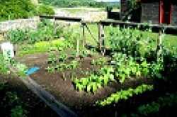 Guidelines to start a home vegetable garden