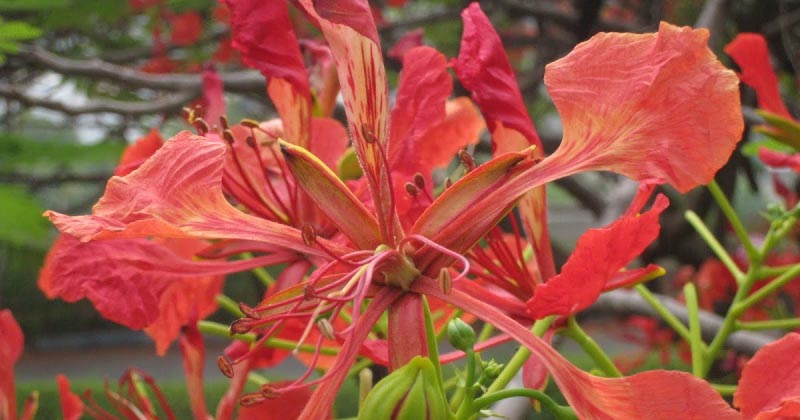 Gulmohar -  गुलमोहर