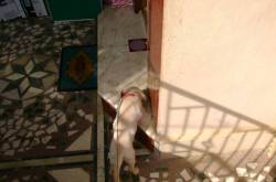 Gypsy, One who lives a roving life.