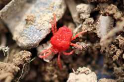 HAVE YOU SEEN THE RED VELVET MITES? - Being Rubitah