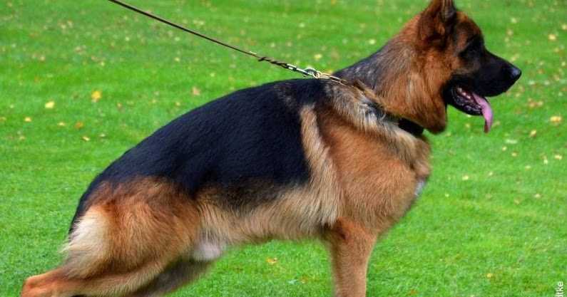 HD Manipulation By Feetback Kennel Has Stirred Up A Storm