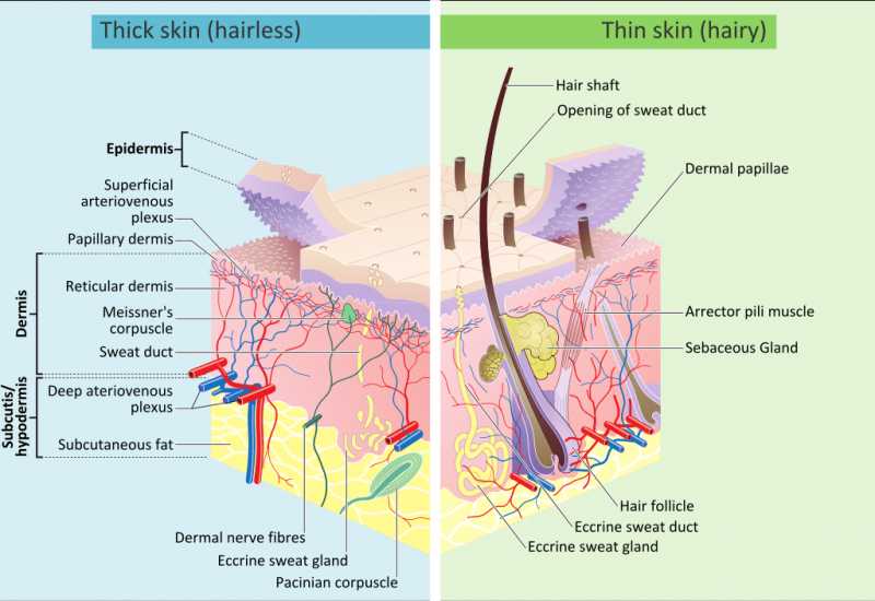 HEALTHY SKIN : INDICATOR OF YOUR PERSONALITY