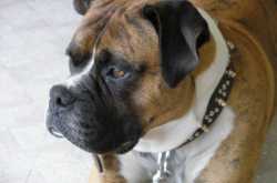 HOW  TO CHOOSE  THE PERFECT DOG FOOD