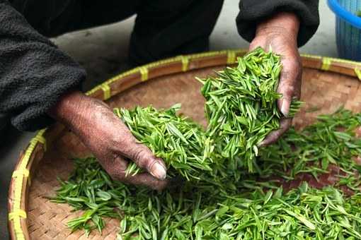 HOW TO MAKE GREEN TEA AT HOME FOR WEIGHT LOSS