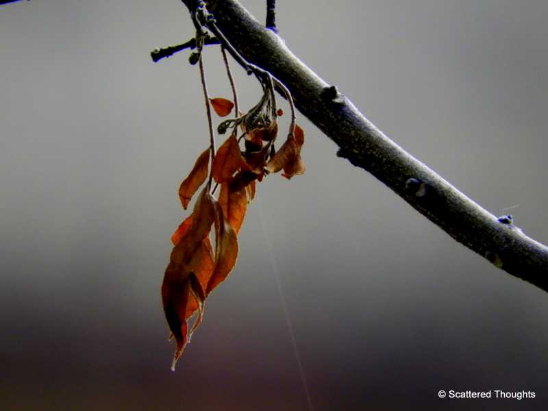 Haiku: Indian Summer