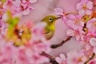 Haiku: One Of The Most Expressive And Restricted Form Of Poetic Expression