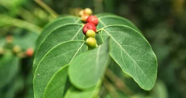 Haiku: To Attain Moksha...