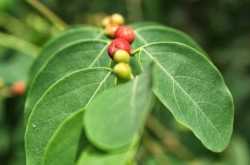 Haiku: To Attain Moksha...