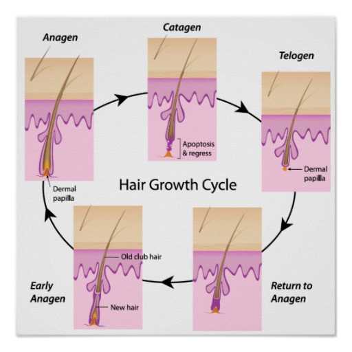 Hair Structure Explaination By Hair Transplant Clinic In India