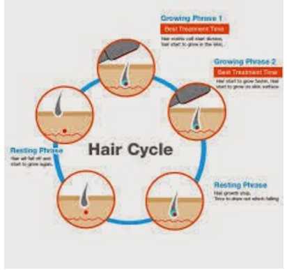 Hair Transplant - Hair Cycle