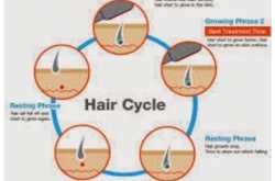 Hair Transplant - Hair Cycle