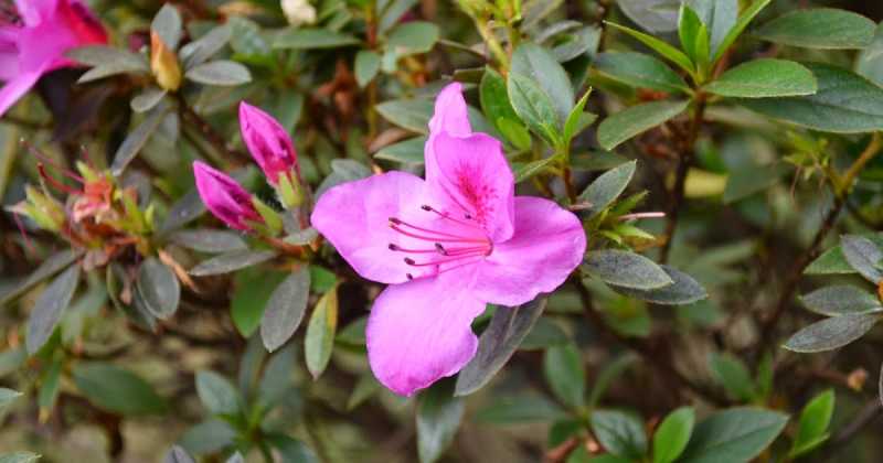 Hakgala Botanical Gardens, Nuwara Eliya