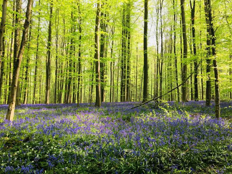 Hallerbos - The Valley Of Bluebells