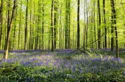Hallerbos - The Valley of Bluebells