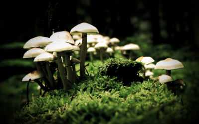 Hallucinogenic Mushrooms May Be Used For Quitting
