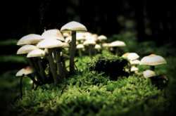 Hallucinogenic Mushrooms May be Used for Quitting