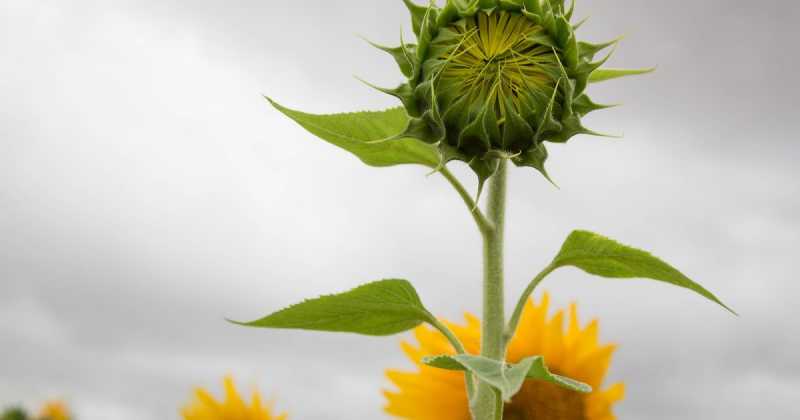 Hampi - Flora And Fauna