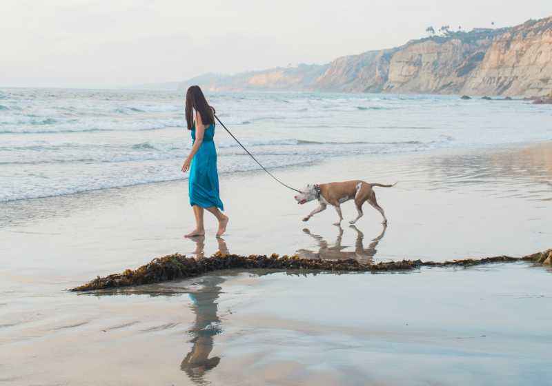 Handy Tips To Hire The Best Pet Photographer