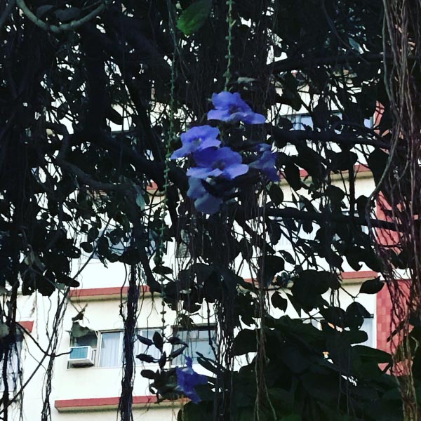 Hanging Garden #ThursdayTreeLove | Mumbai On A High