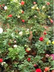 Happiness Challenge Day 8.... A Rose Is A Rose Is A Rose...:)