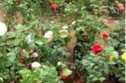 Happiness Challenge day 8.... A rose is a rose is a Rose...:)