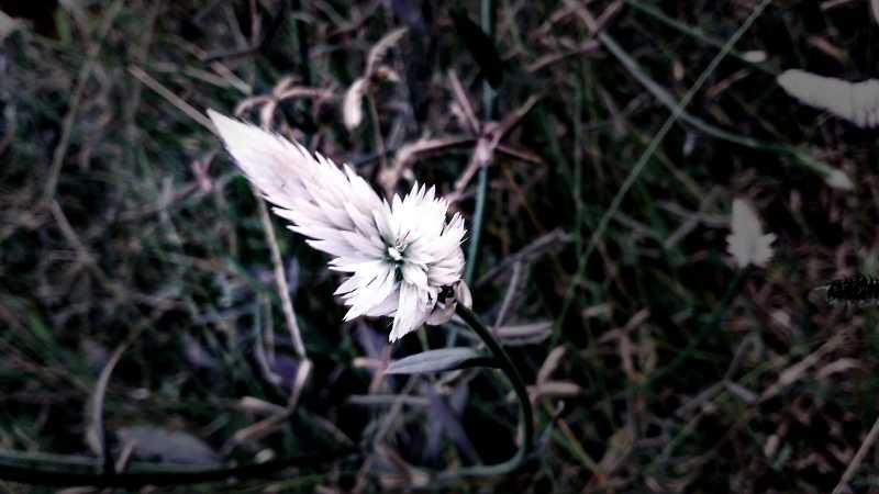Happy Bathukamma (Nava Rathri)