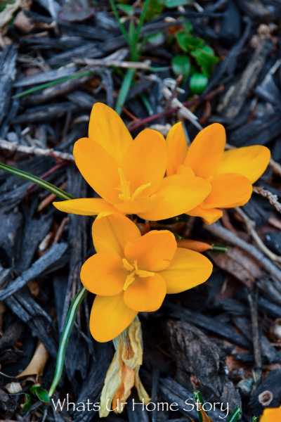 Happy First Day Of Spring! | Whats Ur Home Story