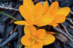 Happy First Day of Spring! | Whats Ur Home Story