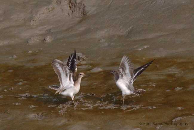 Happy New Year 2017! And The Past Year Of Birding And Trekking!