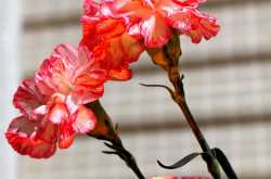 Happy Second Birthday, Rangkatha !!