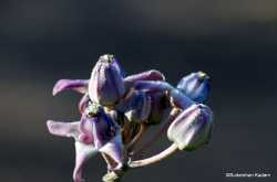 Happy World Photography Day