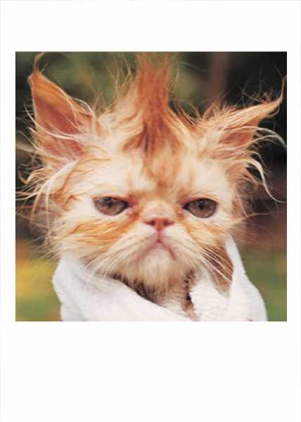 Happy And Insane Families Are Likely To Be Alike 