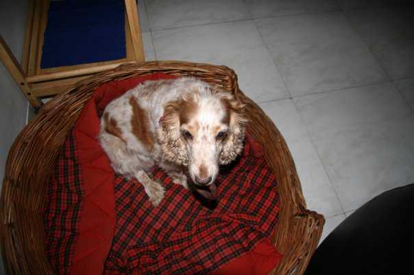 Har  Ek DoGGiE Zaroori HoTa Hai!!!