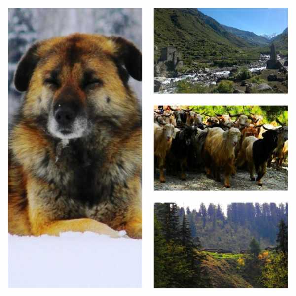 Har Ki Dun Trek | Har Ki Doon Trek | Uttarakhand | Govind Pashu Vihar