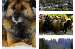 Har Ki Dun Trek | Har Ki Doon Trek | Uttarakhand | Govind Pashu Vihar