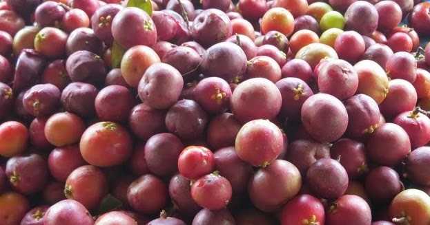 Harvesting Kokum Through Uttara Kannada 