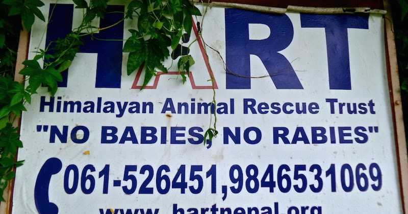 Have A HART: Himalayan Animal Rescue Trust (Part One)