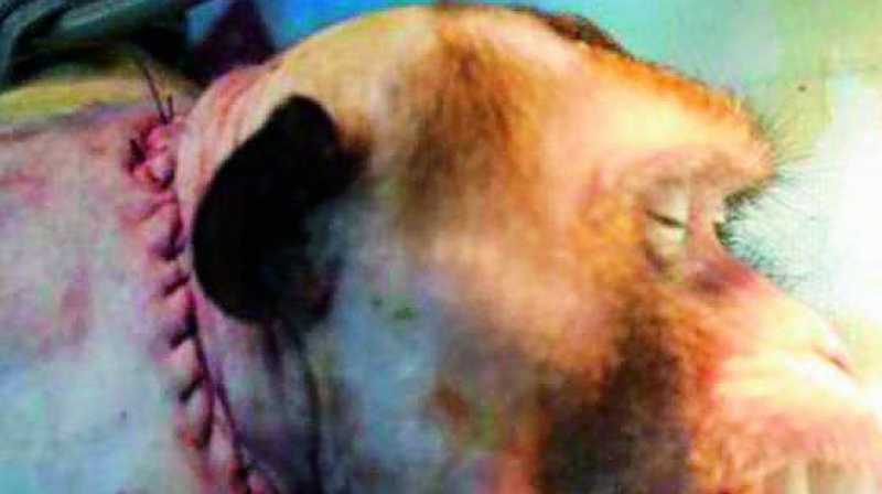 Head Transplant On Monkey Successful.