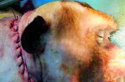 Head transplant on monkey successful.