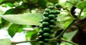 Healing Power And Curative Properties Of Black Pepper